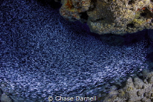"Ride the Wave" 
They are back, lets hope they stay for ... by Chase Darnell 